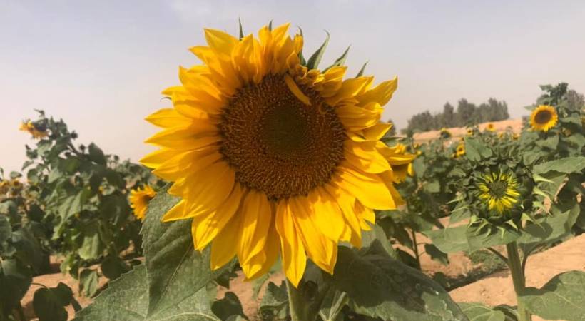 sunflower farming saudi arabia
