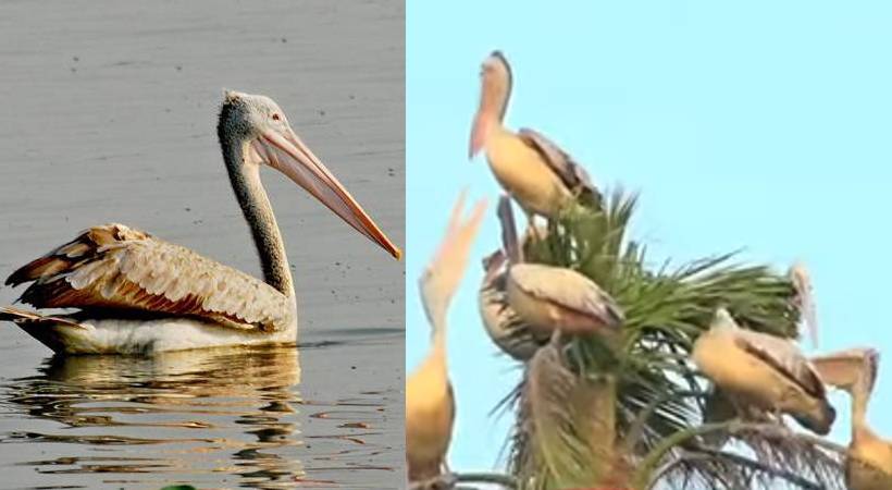 100 pelican birds in kottayam