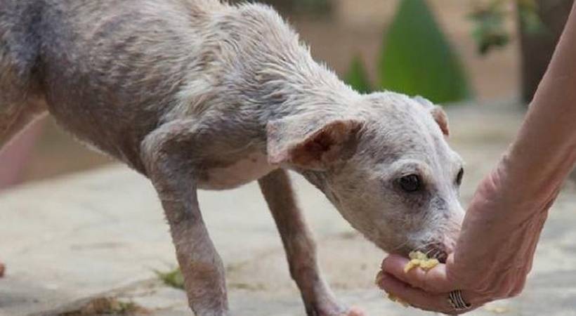 Stray dogs appropriate way feed them; Supreme Court
