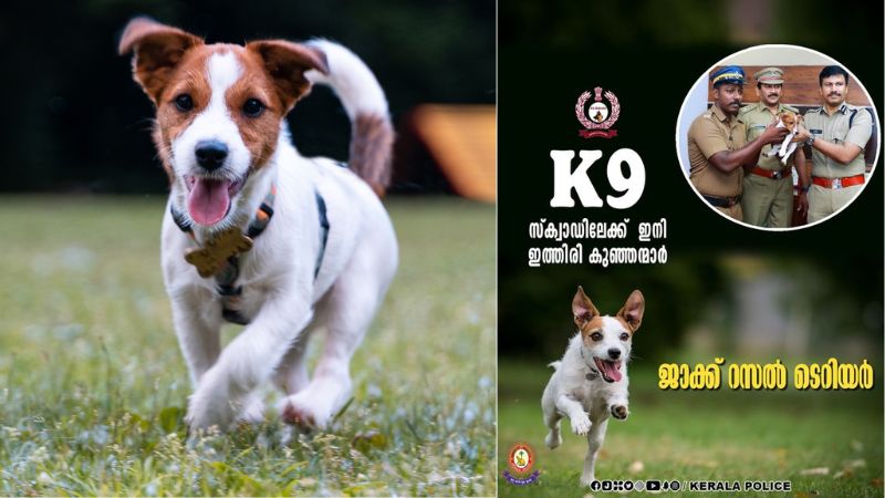 jack russell terrier joins kerala police dog squad
