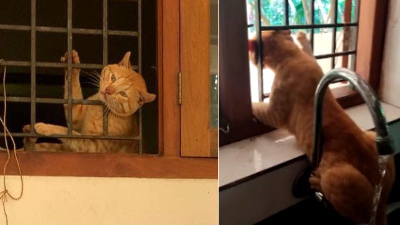 cat trapped in kitchen window