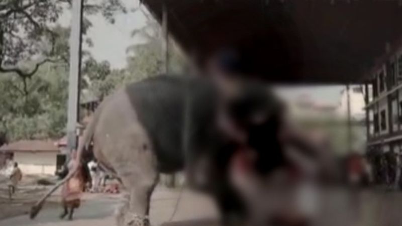 elephant attack while wedding shoot at guruvayoor temple