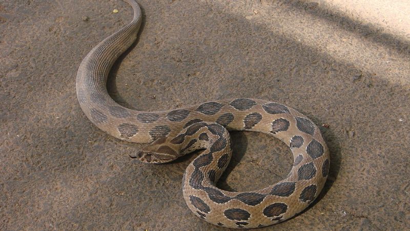 man loses his tongue to snake bite