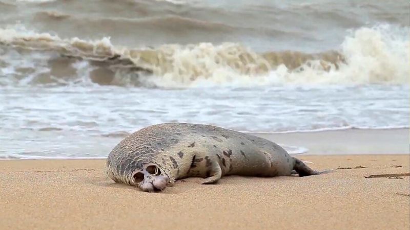 more than 130 seals found dead at caspian sea shore
