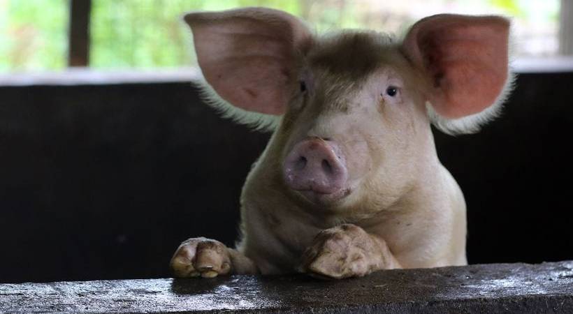 African swine fever confirmed in idukki