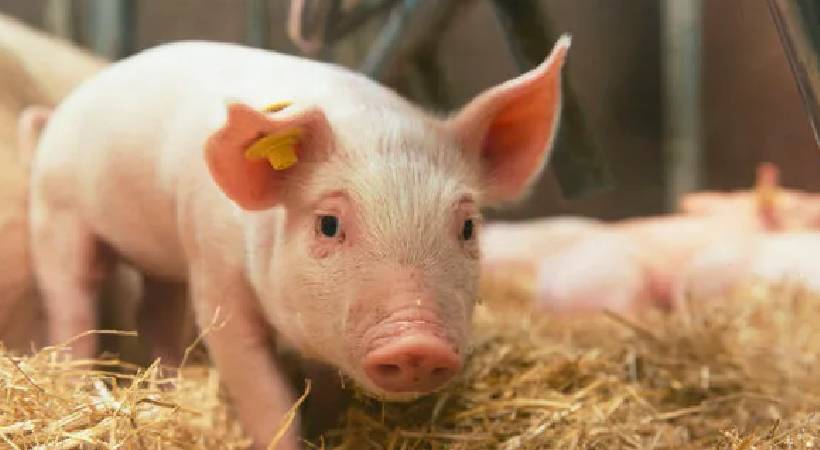african swine flu reported in idukki
