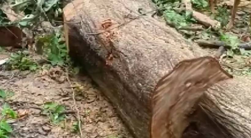forest department to cut 25 trees to construct office