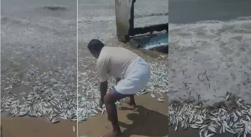 Thrissur Chavakkad Beach fish washed ashore