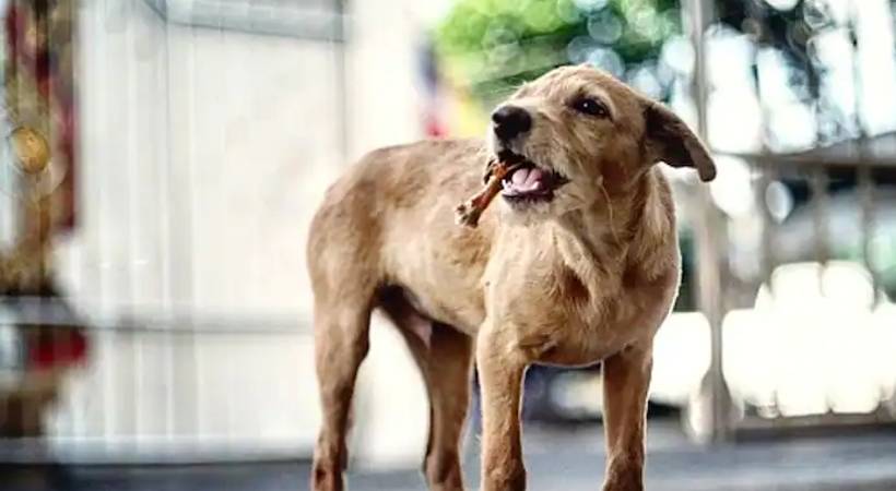 stray dog attack Pathanamthitta