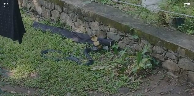 king cobra caught from home