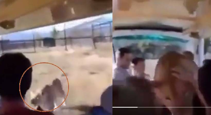 lion enters safari van video