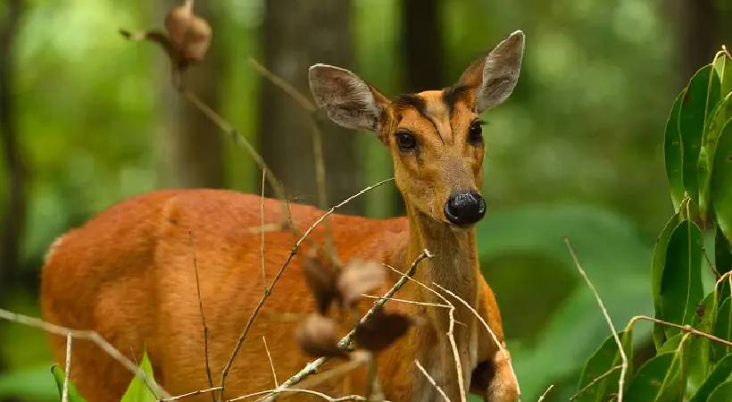 man cooks Indian muntjac arrested