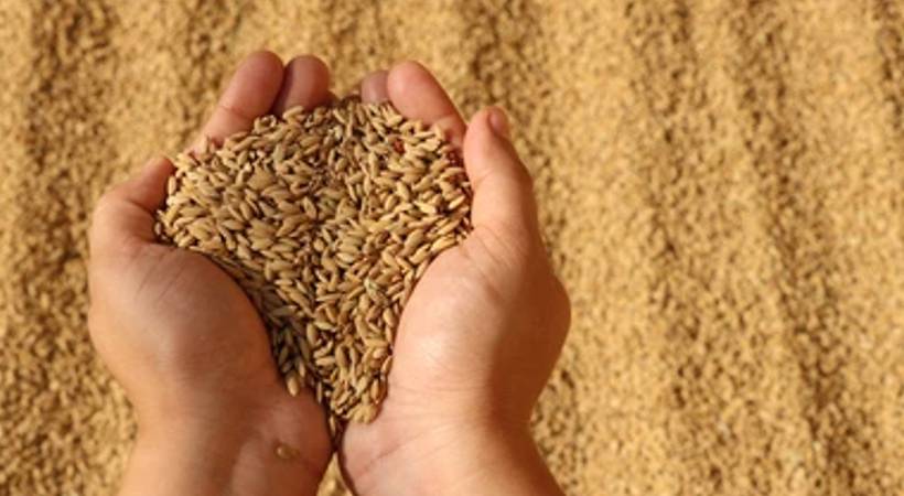 paddy price still remain at 28Rs