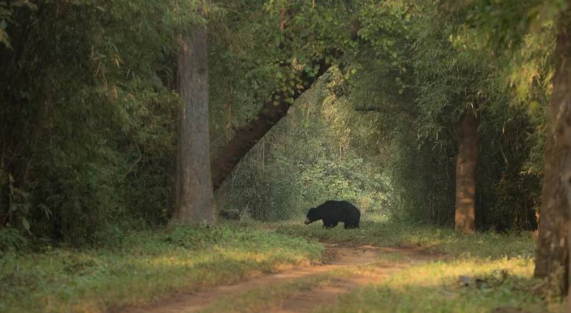 palakkad bear spotted