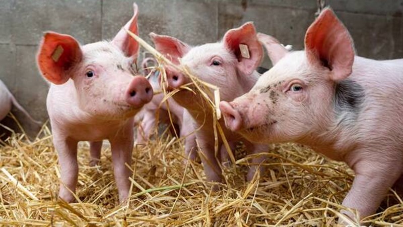 african swine flu reported in idukki