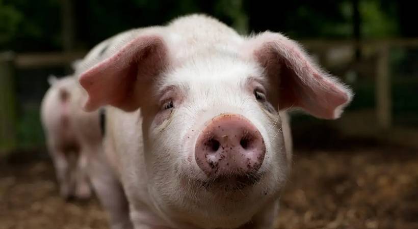 swine flu confirmed in kannur