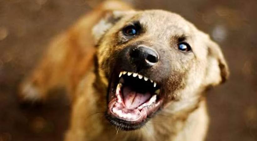 tirur 4 year old attacked by stray dog surgery today