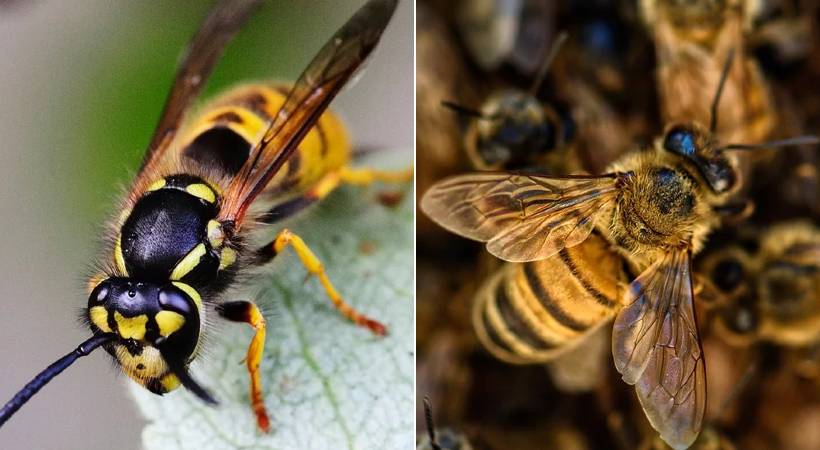 Bee wasp attacks 10 lakh Compensation