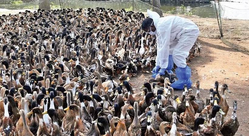 Bird flu Alappuzha Purakkad Karuvatta