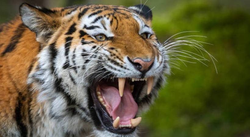 wayanad tiger attack again