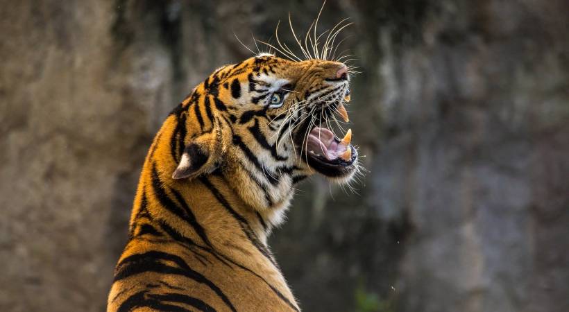 wayanad tiger attack
