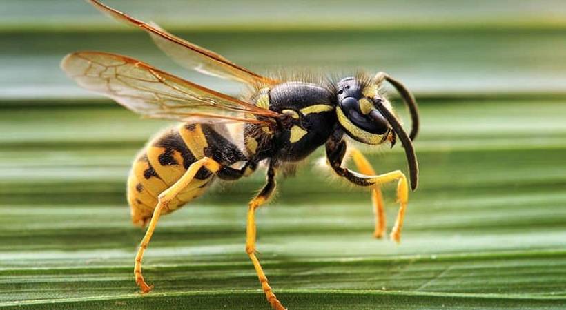 wild wasp stung old man dead