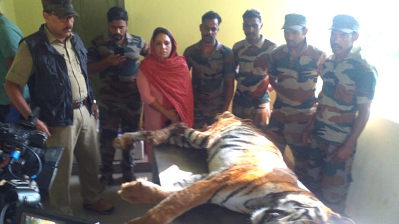 tiger found dead wayanad vakeri