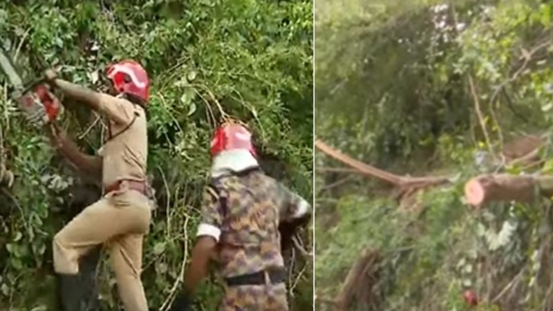 tree fell during sports meet student injured