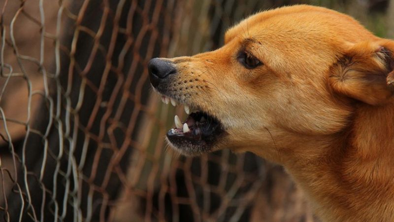 compensation delay in stray dog ​​attack complaints