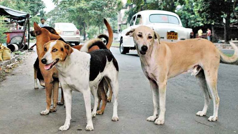 stray dog attack kottayam medical college doctor