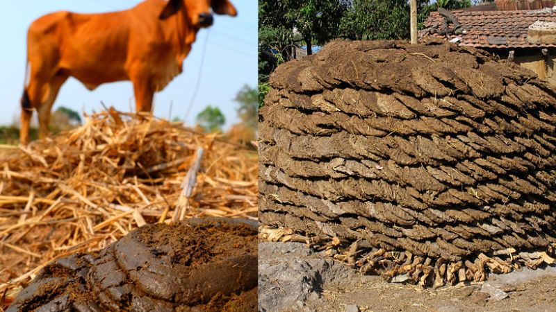Chhattisgarh Government Using Paints Manufactured From Cow Dung