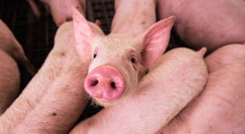 african swine fever idukki government compensation