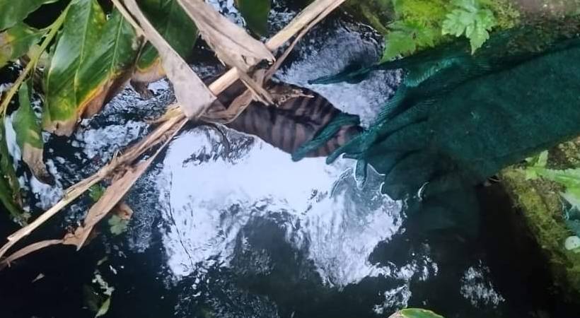 tiger died vazhavara idukki post-mortem