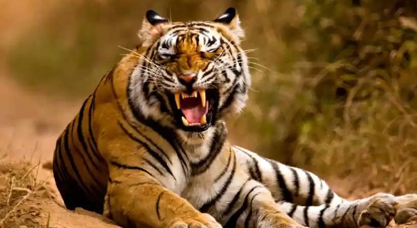 Tiger attack Kannur Aralam Farm