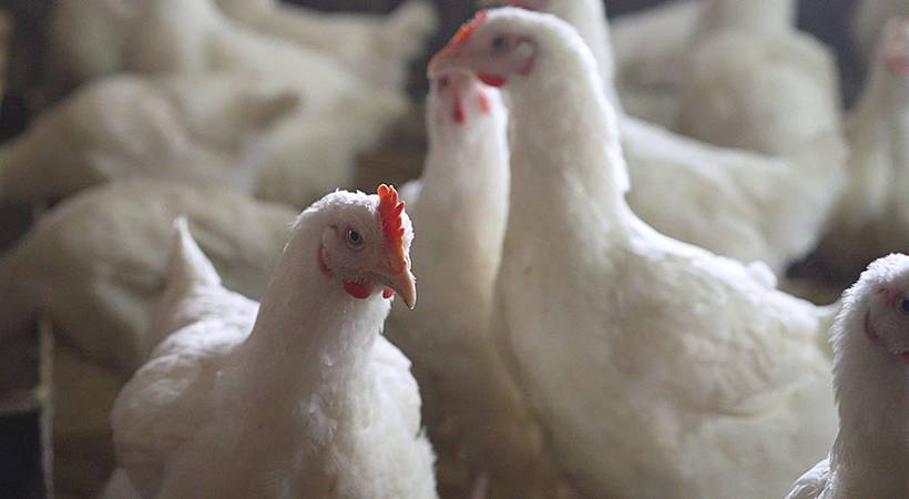 Bird flu in Kottayam district