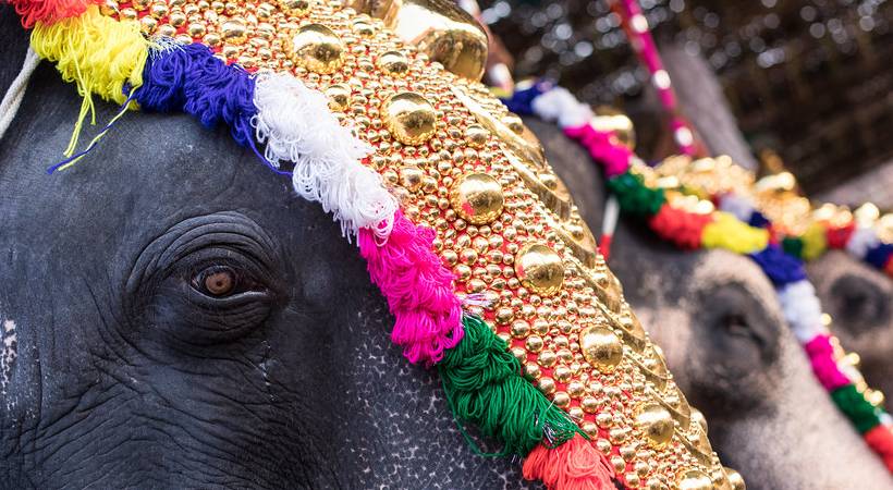 elephants from kerala for TN minister son wedding