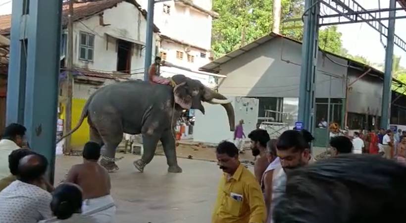 guruvayur elephant gone mad
