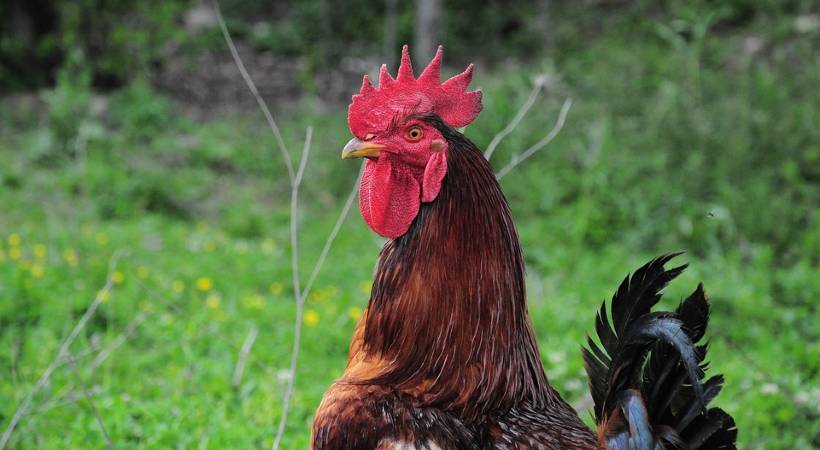 idukki cock sold for 13300 rupees