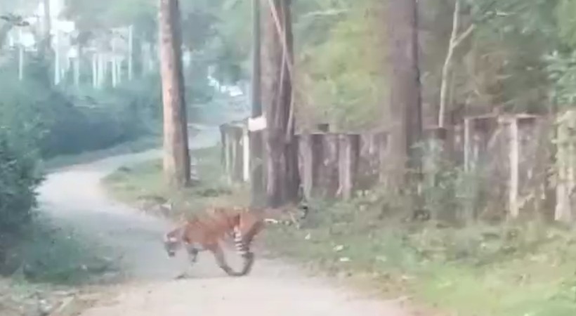 tiger attack at wayanad