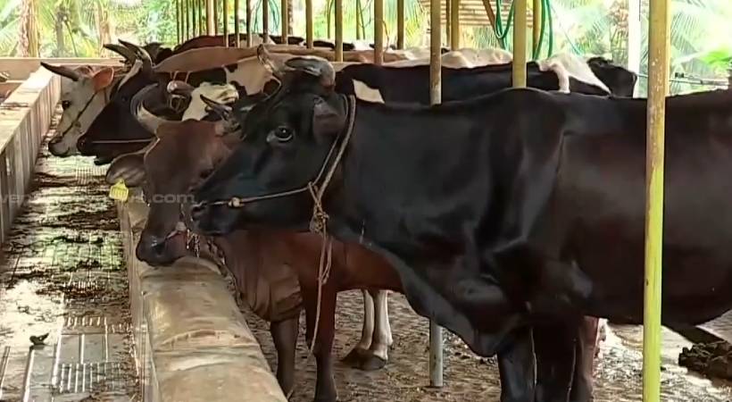 kannur cattle death animal welfare department orders probe
