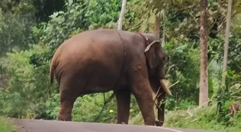 kottayam elephant gone mad