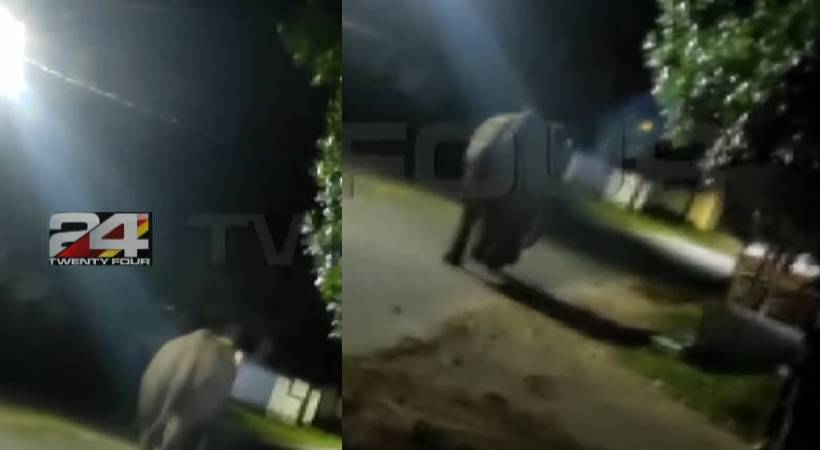 palakkad dhoni pt 7 elephant
