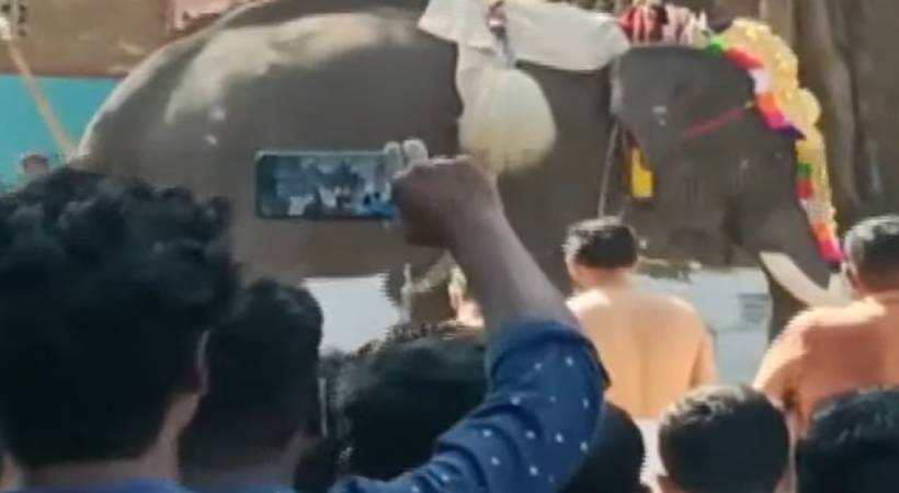 palakkad elephant goes mad