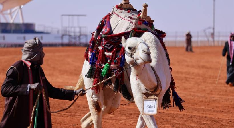 saudi camel fest began