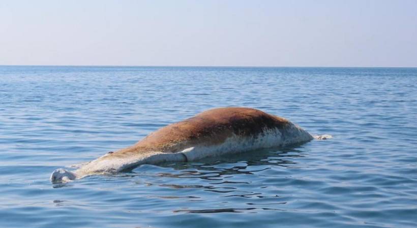 whale found dead in abu dhabi