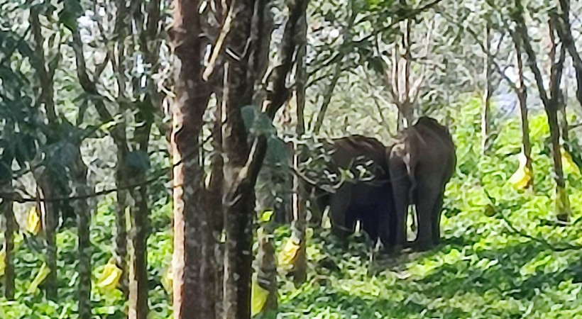 wild elephant gave birth