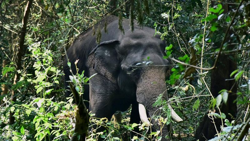 How PT Seven elephant became Palakkad's nightmare