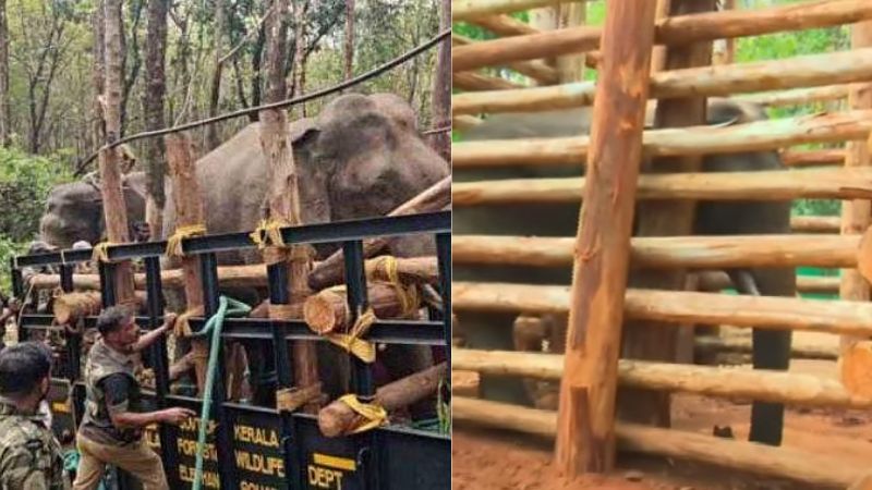PT 7 was caught by forest department