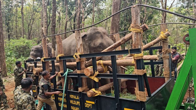pt 7 elephant will turned into kunghi elephant