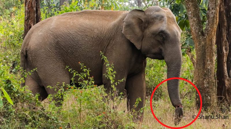 wild elephant found in anakkayam with trunk cut